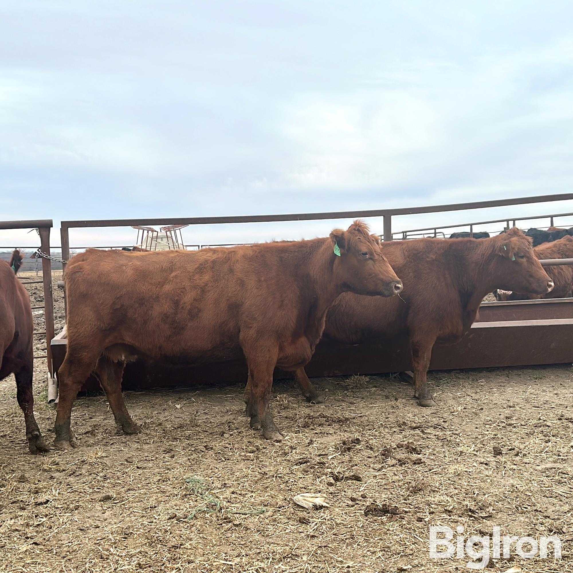 5 7 Yo Red Angus Bred Cows Bid Per Head Bigiron Auctions