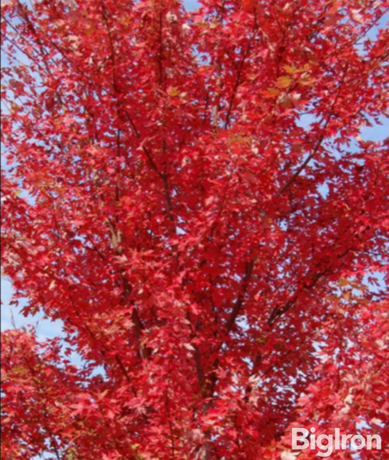 Autumn Blaze Maple Trees BigIron Auctions