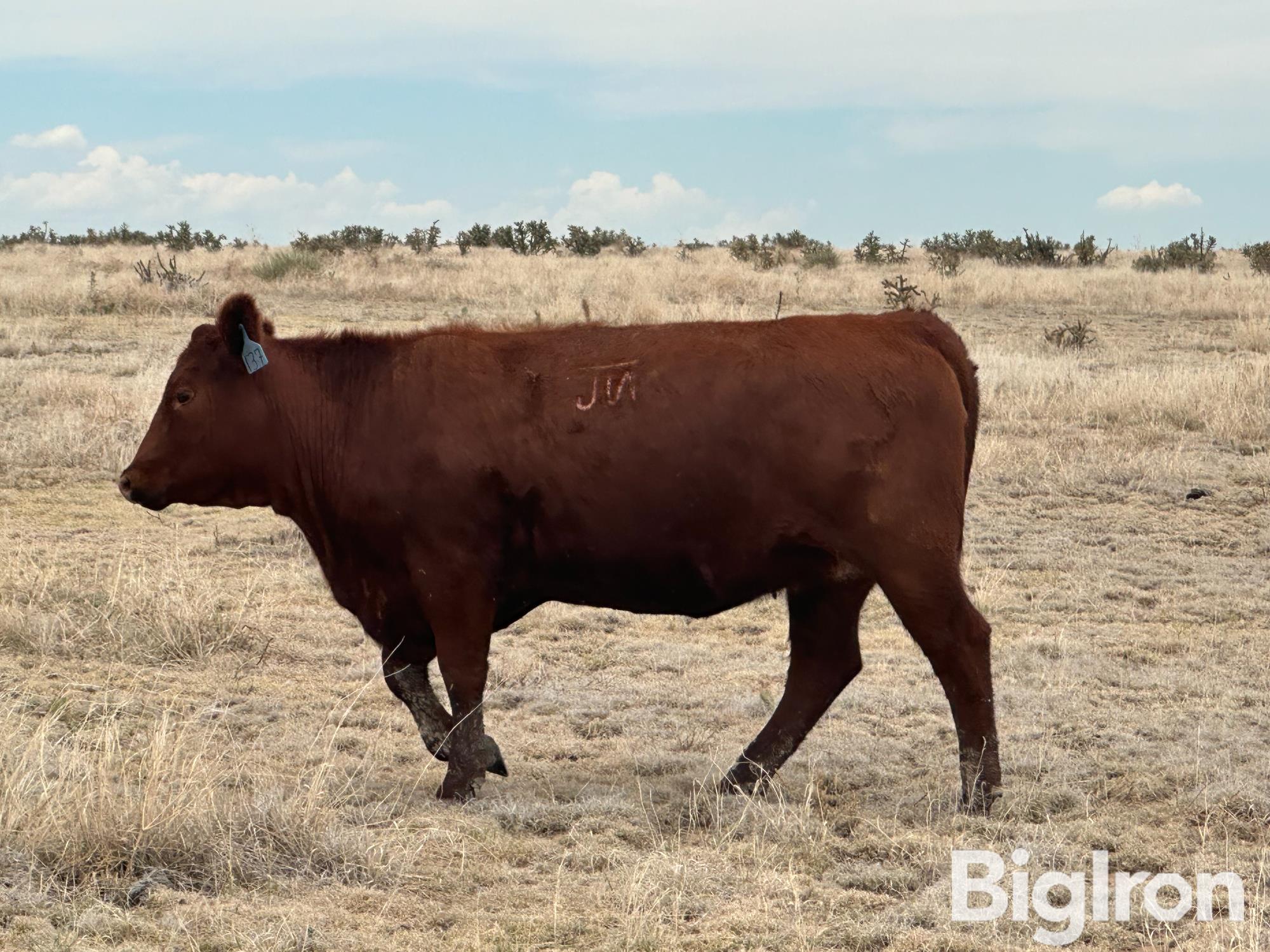 Commercial Red Angus Bred Heifers Bid Per Head Bigiron Auctions