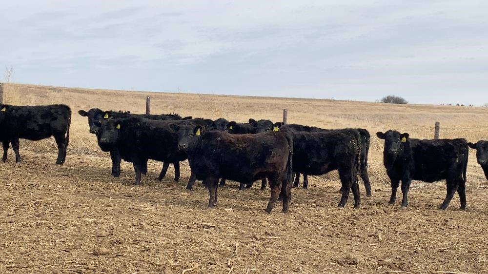 Blk Angus Open Heifers (BID PER HEAD) BigIron Auctions