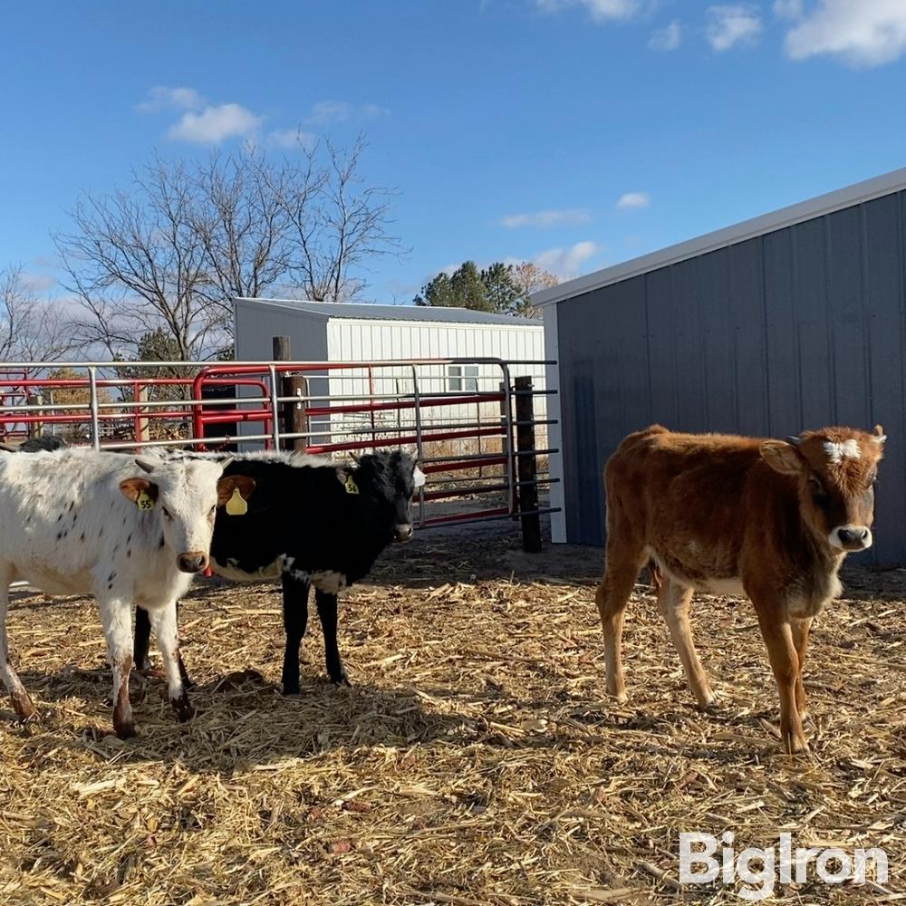 4) Longhorn Open Heifers (BID PER HEAD) BigIron Auctions