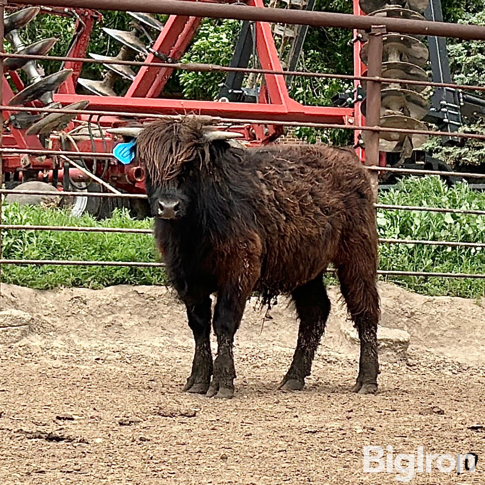 1) Highland Steer Bigiron Auctions