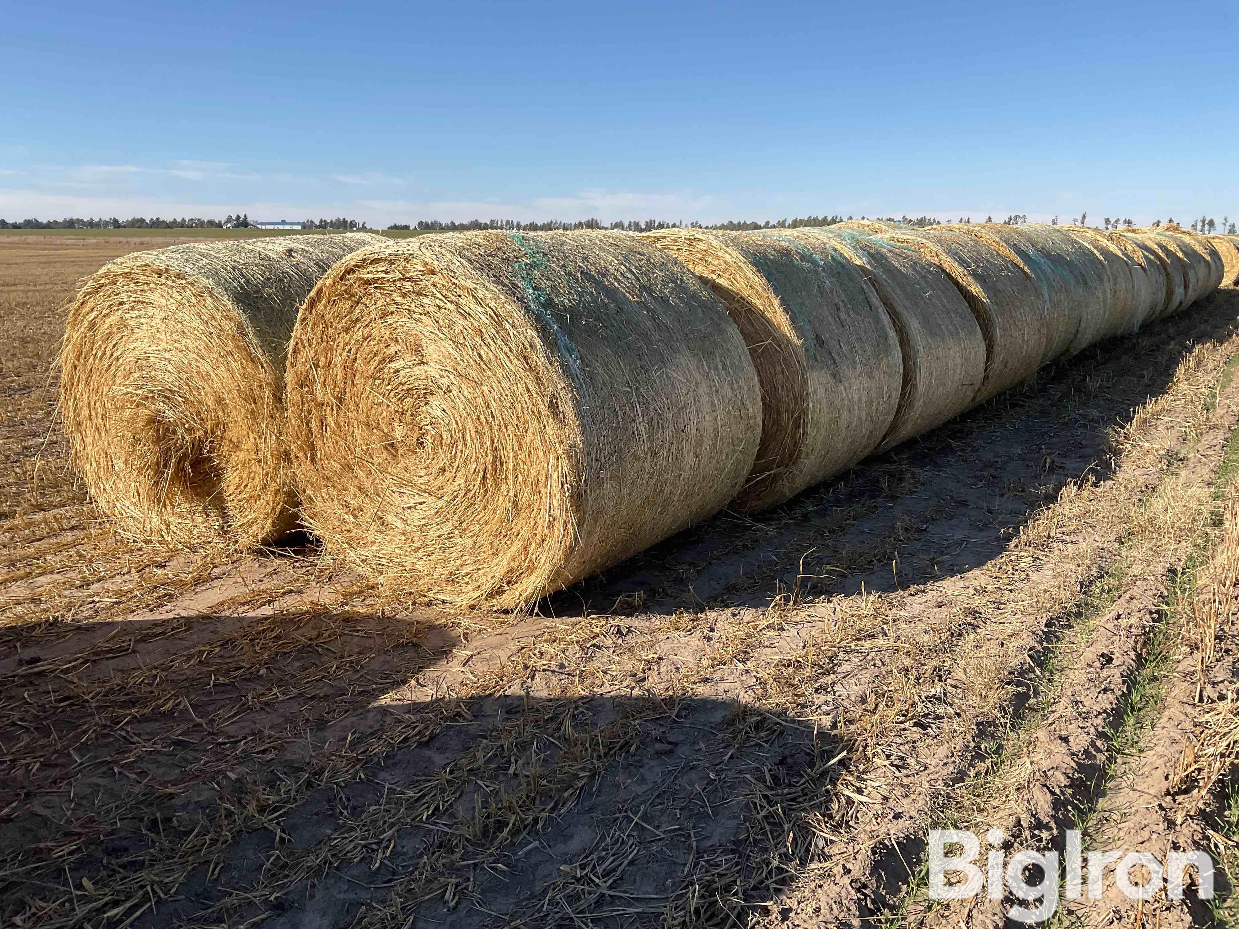 Millet (Forage) Hay Big Rounds BigIron Auctions