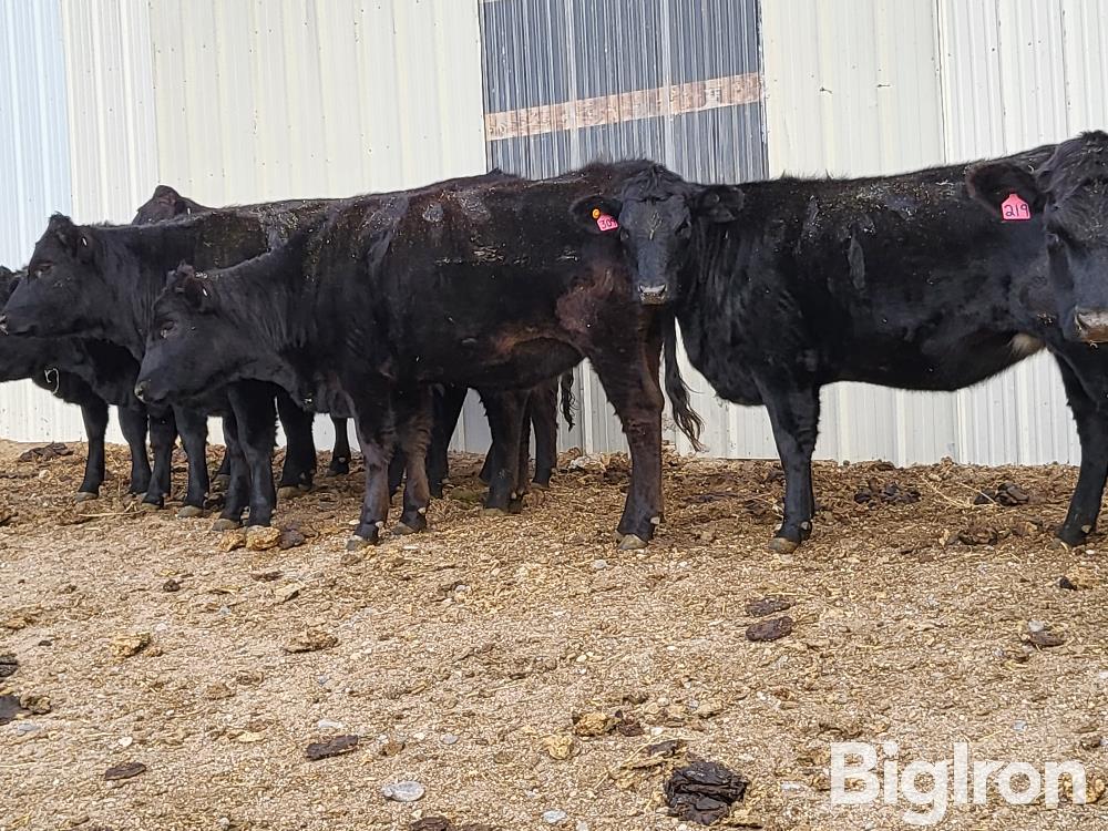 8) Bred Akaushi / Angus Heifers (BID PER HEAD) BigIron Auctions