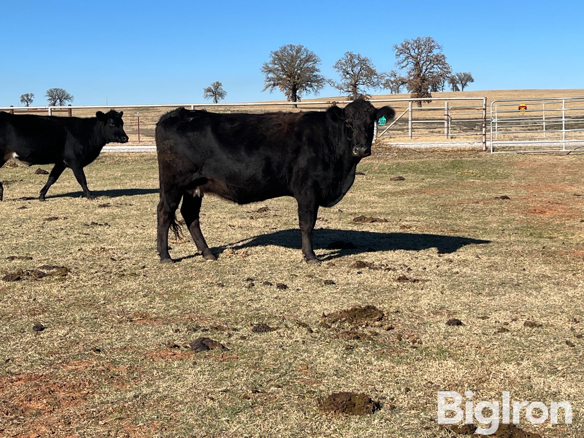 10) Bred Cows (BID PER HEAD) BigIron Auctions