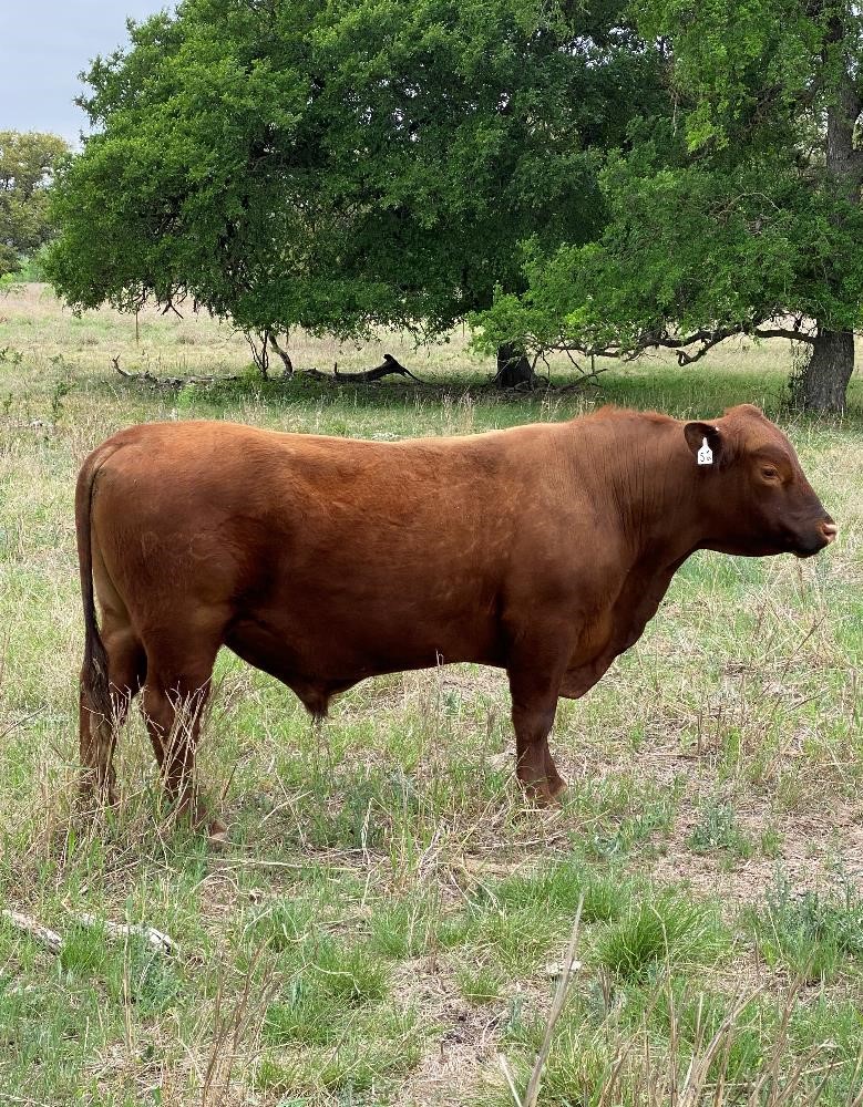 Red Angus Plus/Polled Bull BigIron Auctions