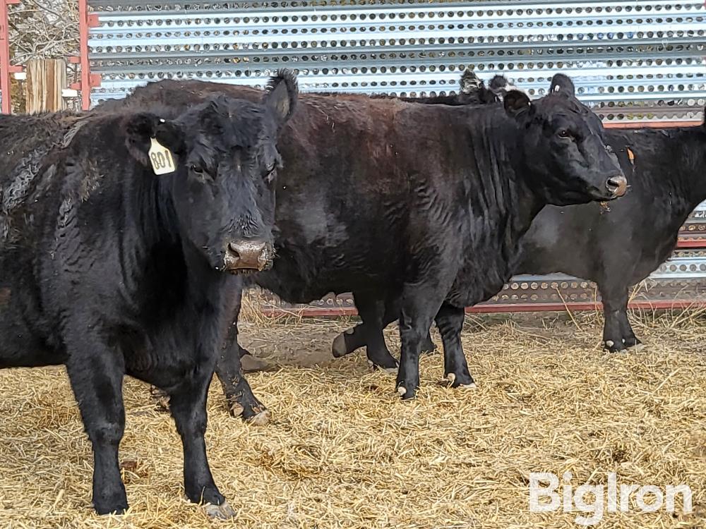 4) 4-6 YO Bred Angus Cows (BID PER HEAD) BigIron Auctions