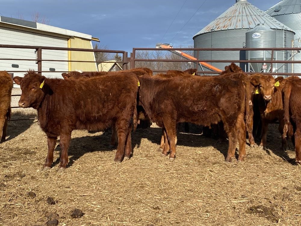 Red Angus Yearling Replacement Heifers (BID PER HEAD) BigIron Auctions