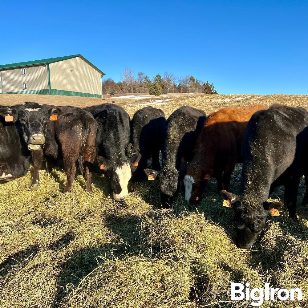 7 3 6 Yo Fall Bred Cows Bid Per Head Bigiron Auctions