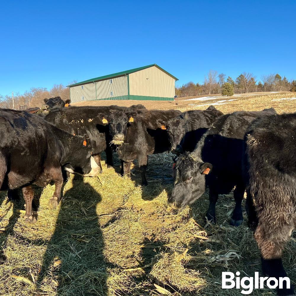 7 3 6 Yo Fall Bred Cows Bid Per Head Bigiron Auctions