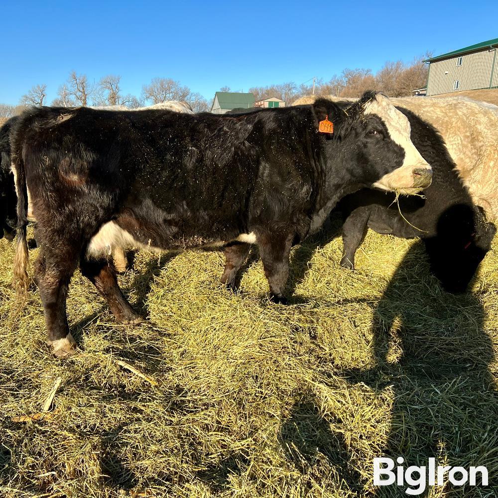 10 3 6 Yo Fall Bred Cows Bid Per Head Bigiron Auctions