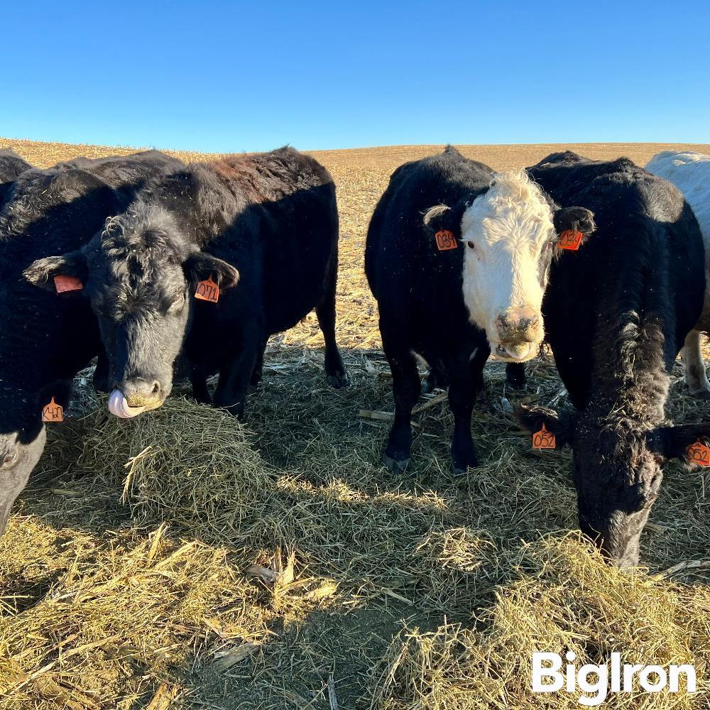 10 3 6 Yo Fall Bred Cows Bid Per Head Bigiron Auctions