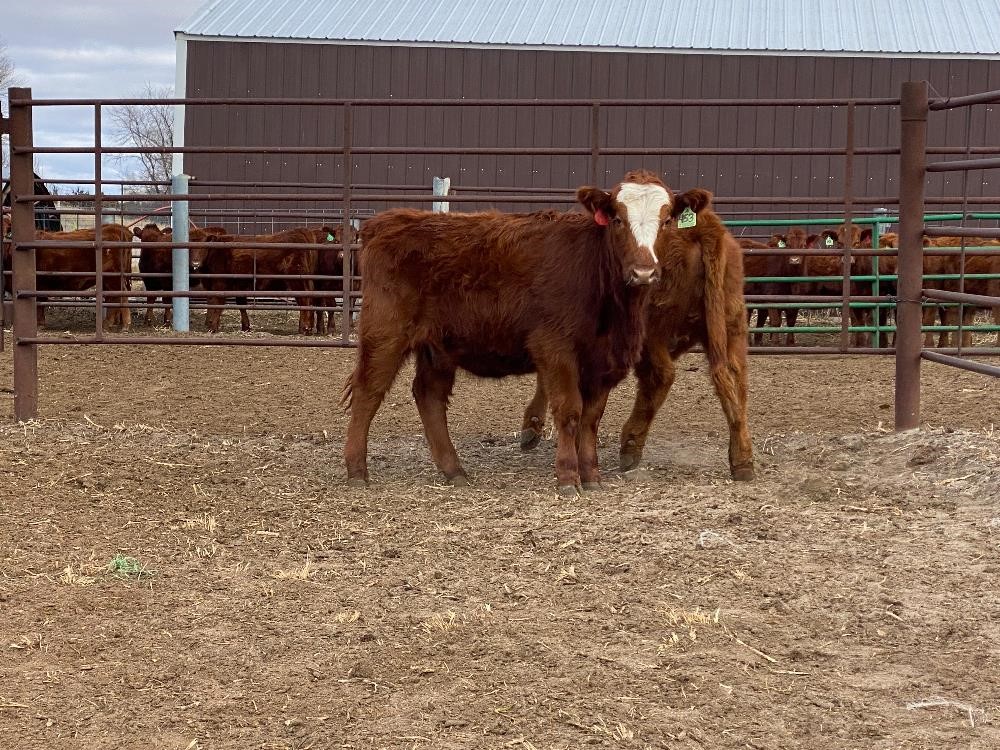 Red Angus Yearling Replacement Heifers (BID PER HEAD) BigIron Auctions