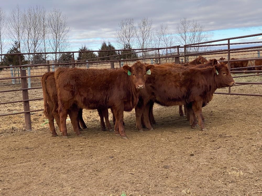 Red Angus Yearling Replacement Heifers (BID PER HEAD) BigIron Auctions