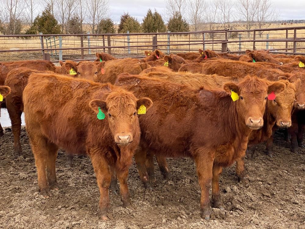 Red Angus Open Replacement Heifers (BID PER HEAD) BigIron Auctions