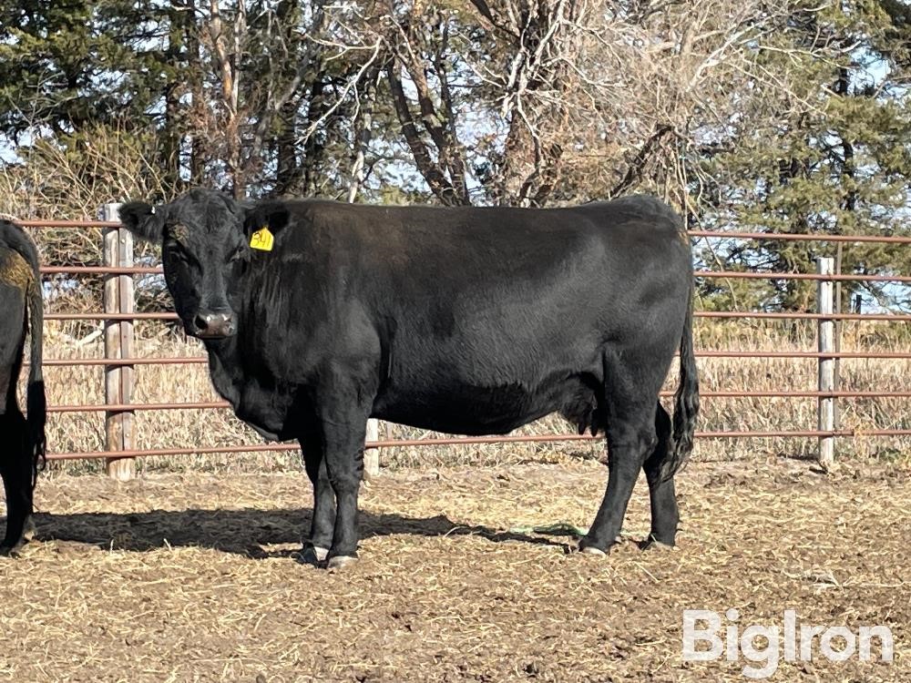 6) Angus 8-10 YO Bred Cows (BID PER HEAD) BigIron Auctions