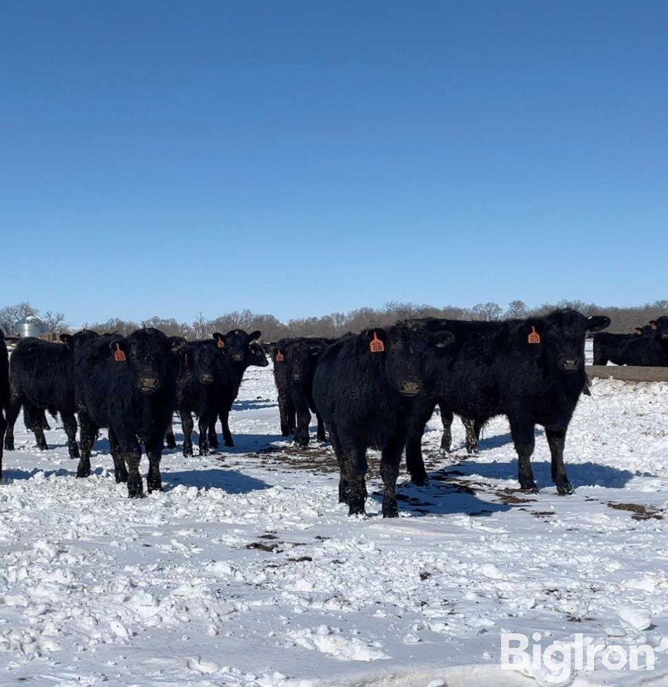 50) Black Angus Feeder Steers (BID PER LB) BigIron Auctions