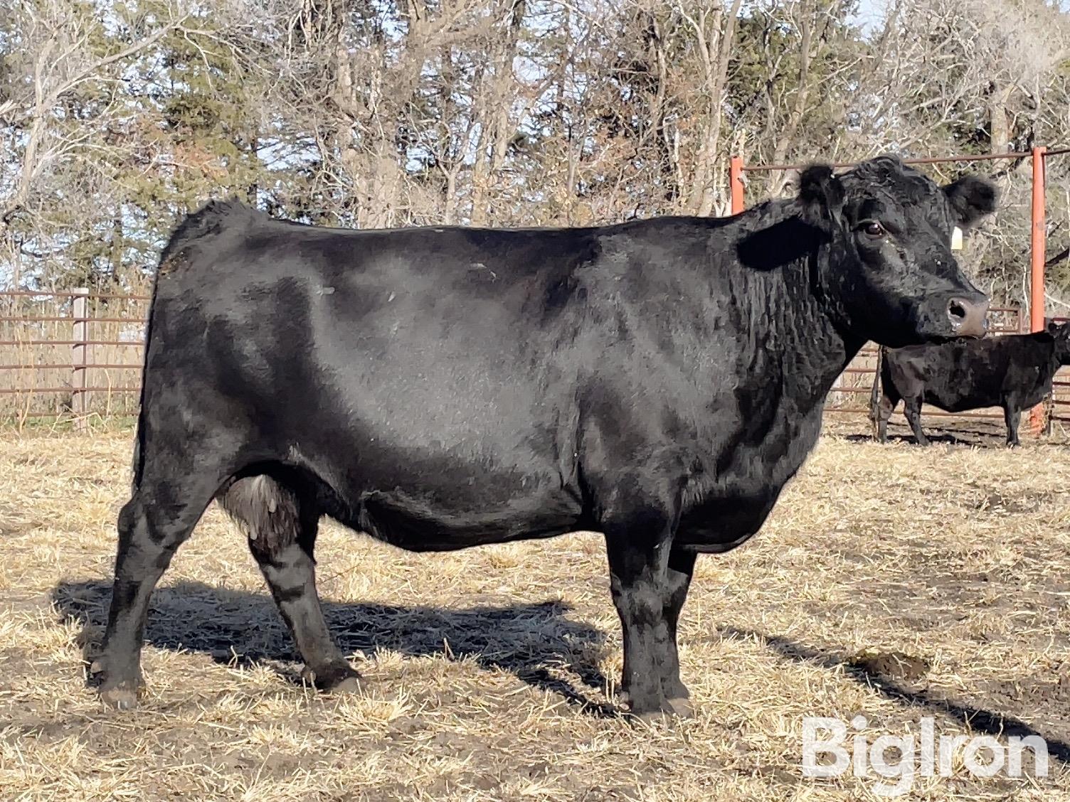 4 Angus 7 9 10 Yo Bred Cows Bid Per Head Bigiron Auctions