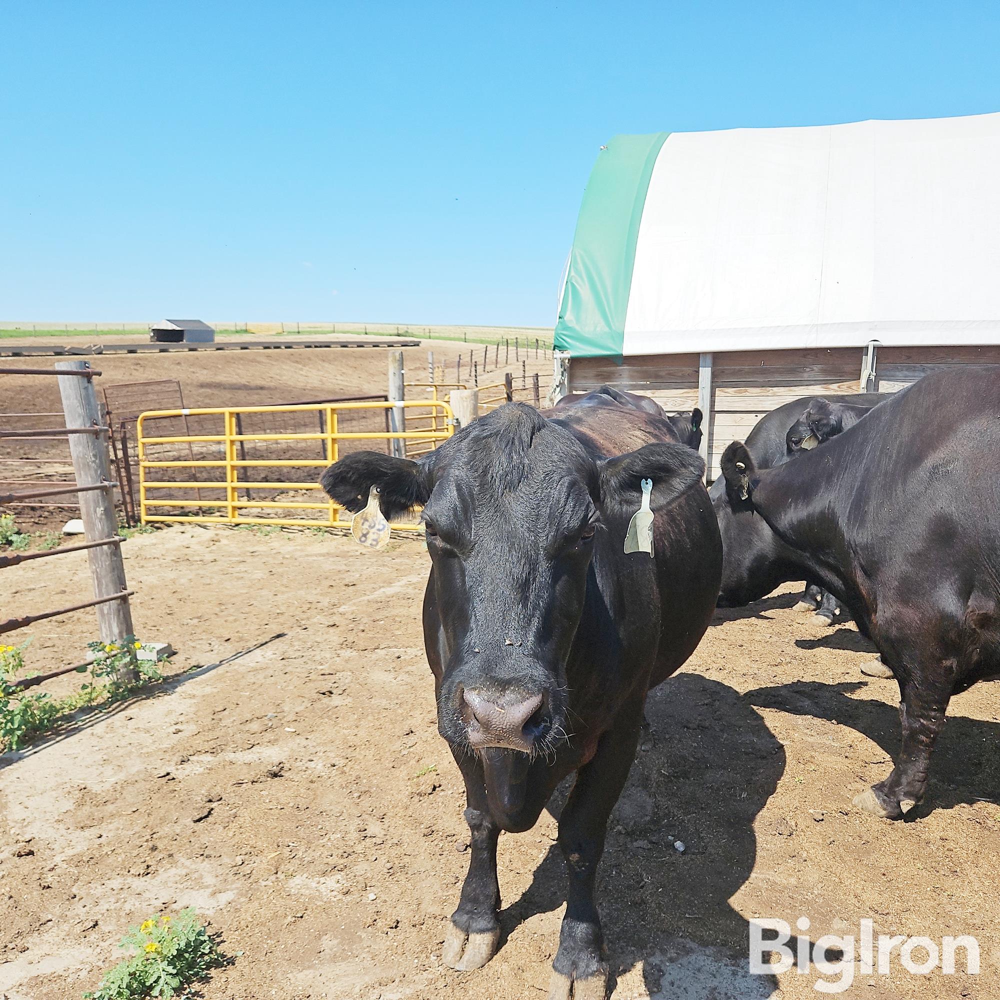 7 6and7 Yo Blk Fall Bred Cows Bid Per Head Bigiron Auctions