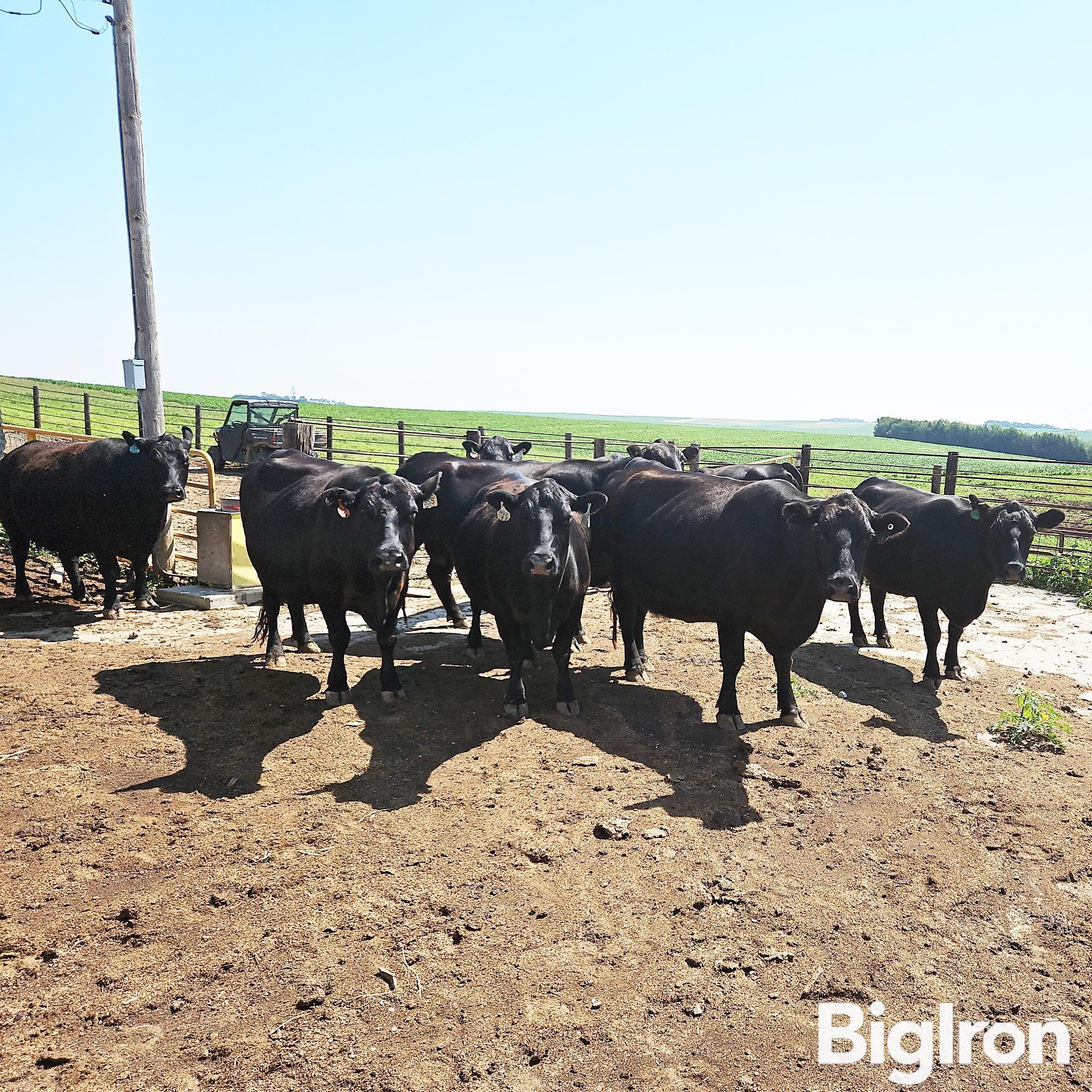 7 6and7 Yo Blk Fall Bred Cows Bid Per Head Bigiron Auctions