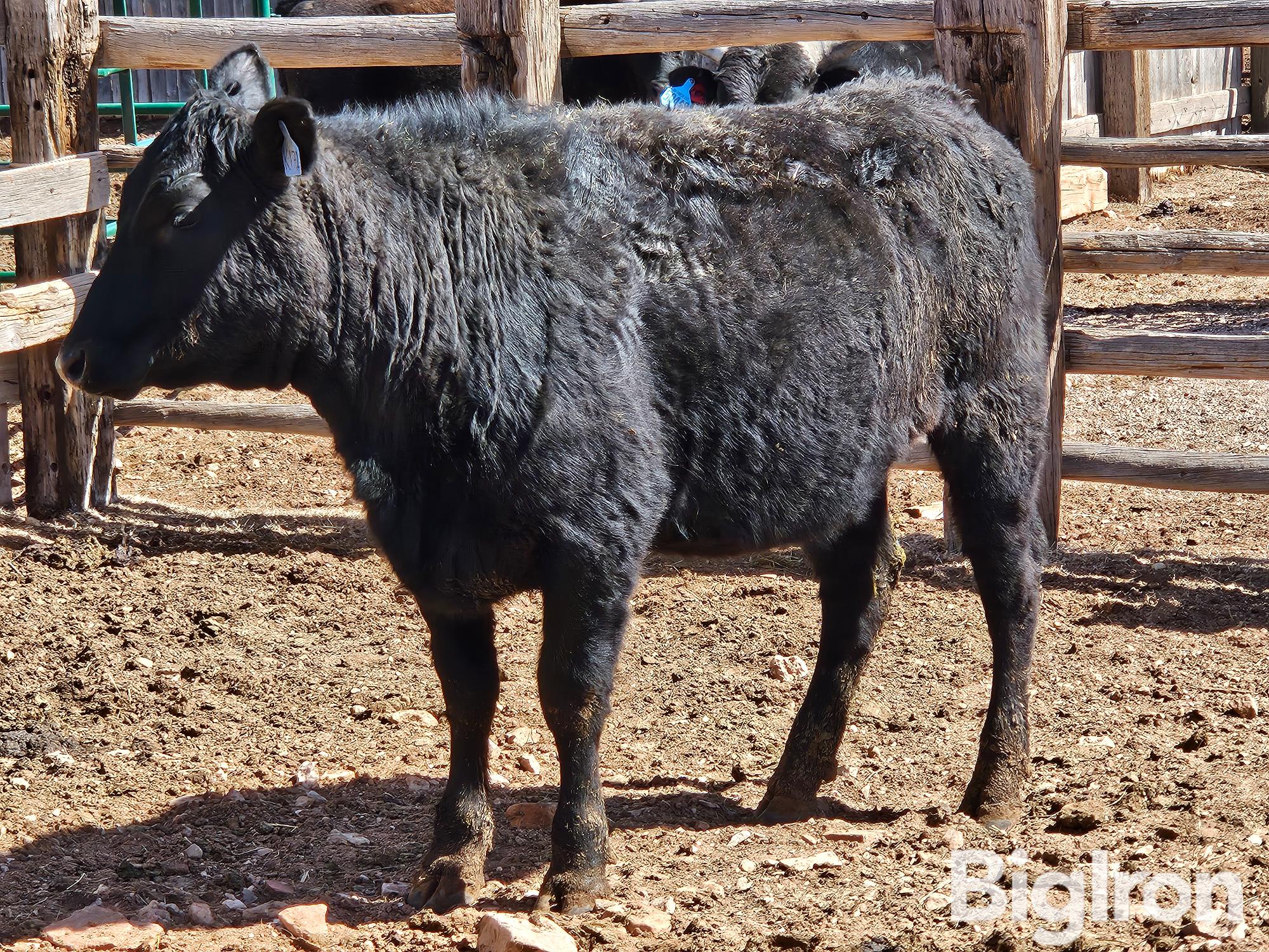 1) Registered F1 Wagyu Open Replacement Heifer (BID PER HEAD) BigIron ...