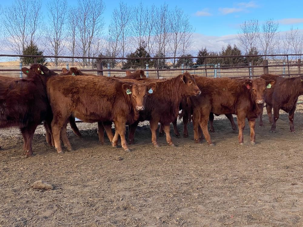 Red Angus Yearling Replacement Heifers (BID PER HEAD) BigIron Auctions