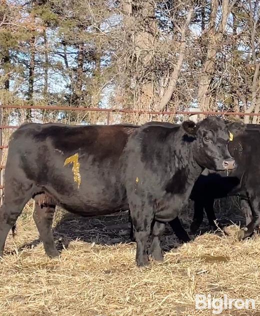 5) Angus 3-4 YO Bred Cows (BID PER HEAD) BigIron Auctions