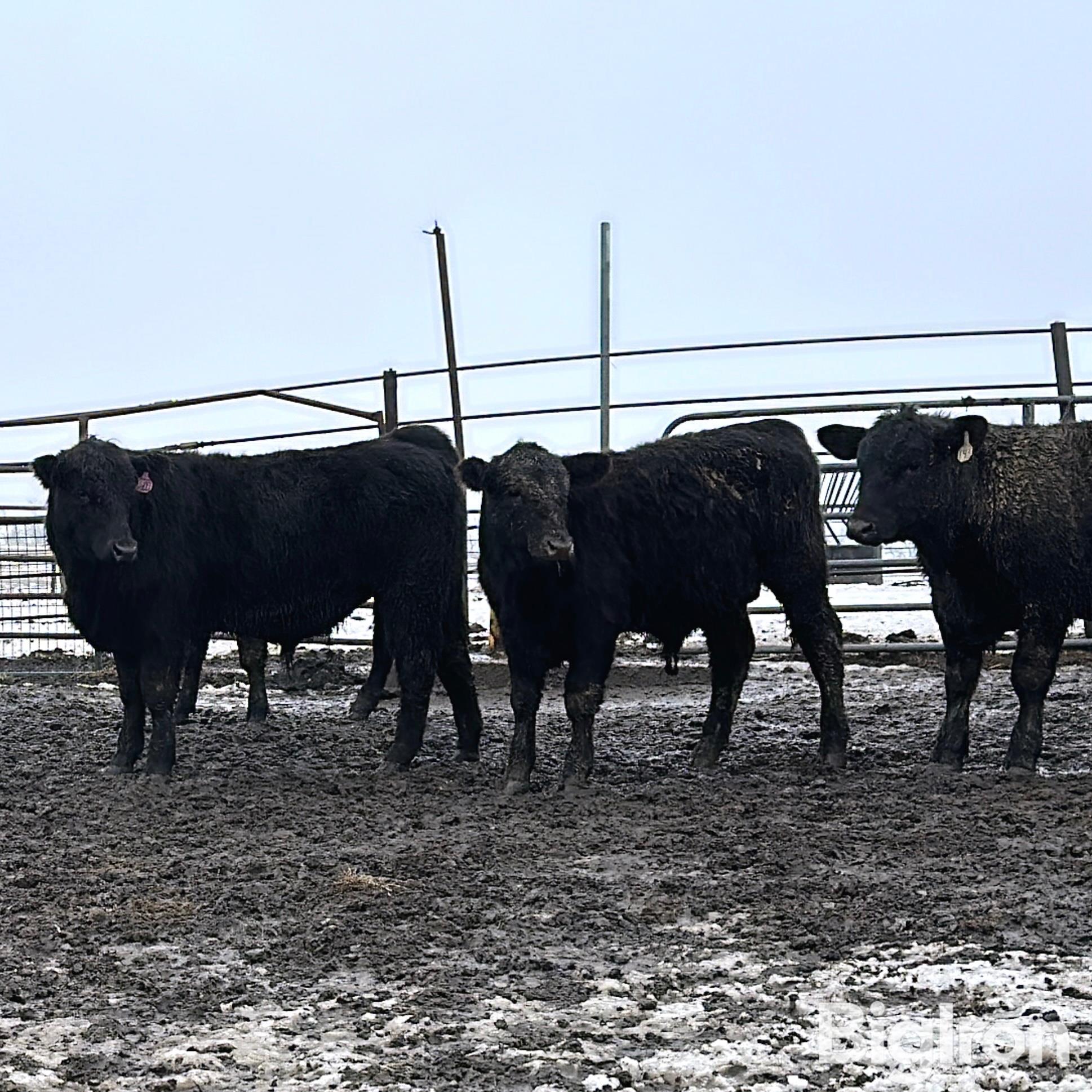 31) 765lbs BLK/BWF Steers (BID PER LB) BigIron Auctions