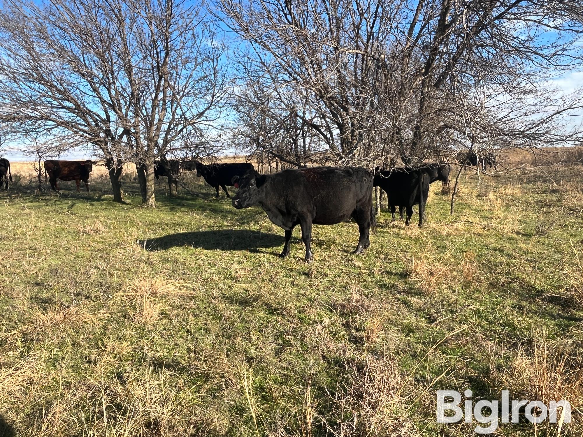 8 6 Yr Old Heavy Bred Cows Bid Per Head Bigiron Auctions