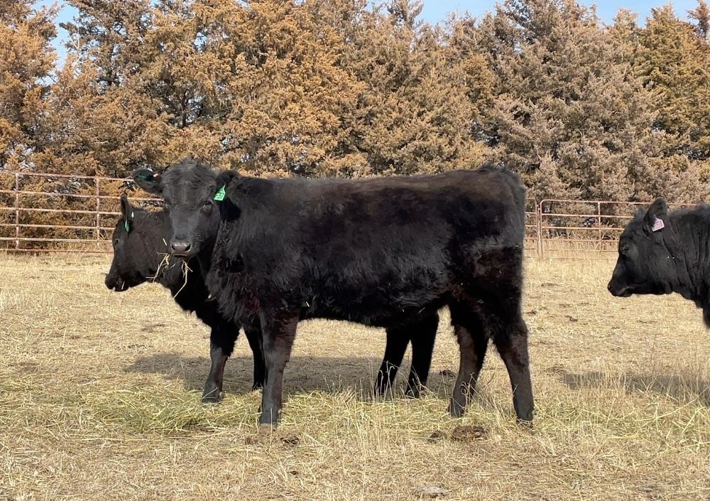 Balancer Open Replacement Heifers (BID PER HEAD) BigIron Auctions