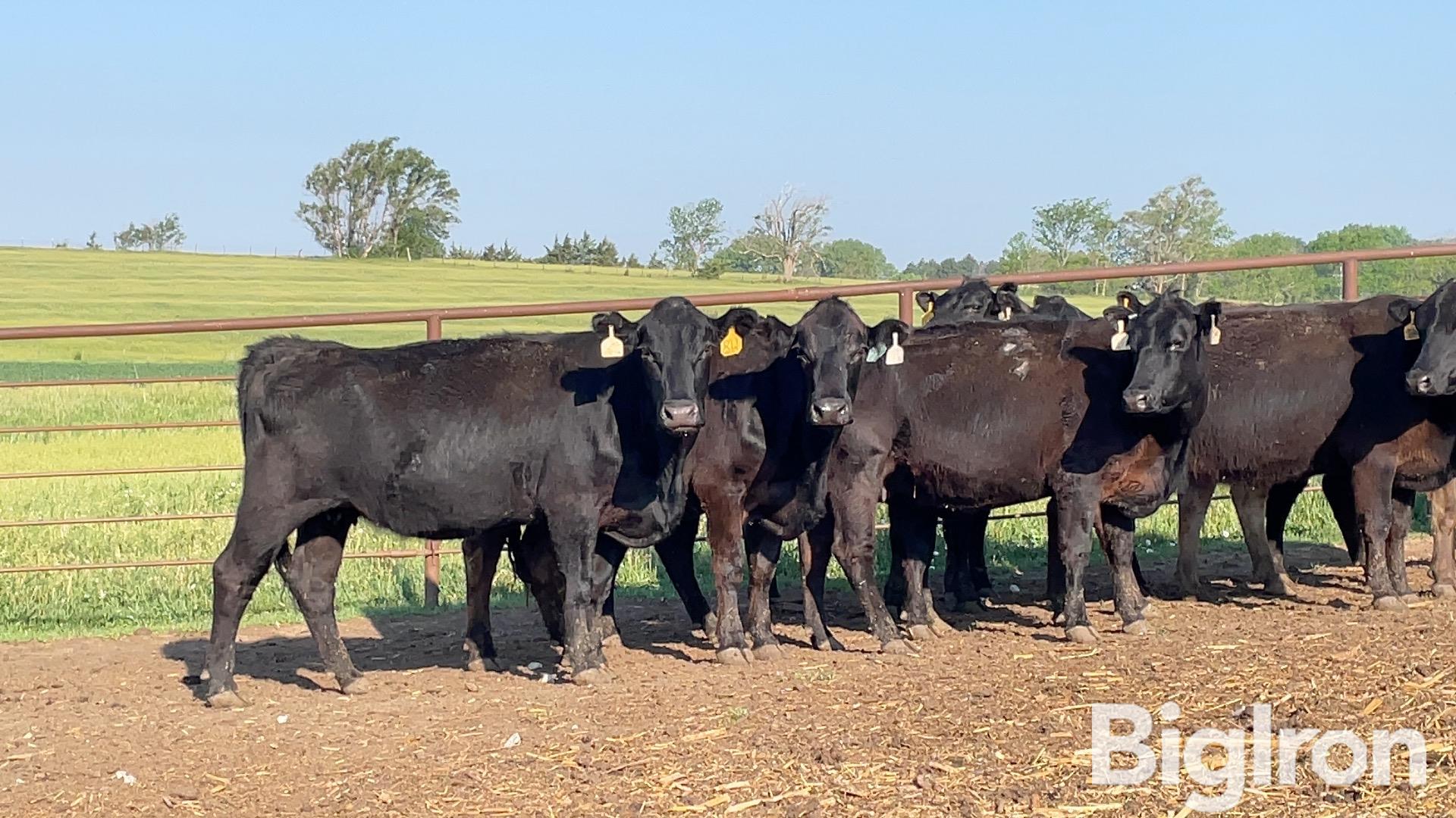 11) Blk Angus Cross 4-5 YO Sept Fall Bred Cows (BID PER HEAD) BigIron ...