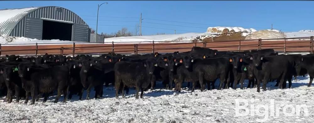 15) Blk Angus Maternal Open Replacement Heifers (BID PER HEAD) BigIron ...