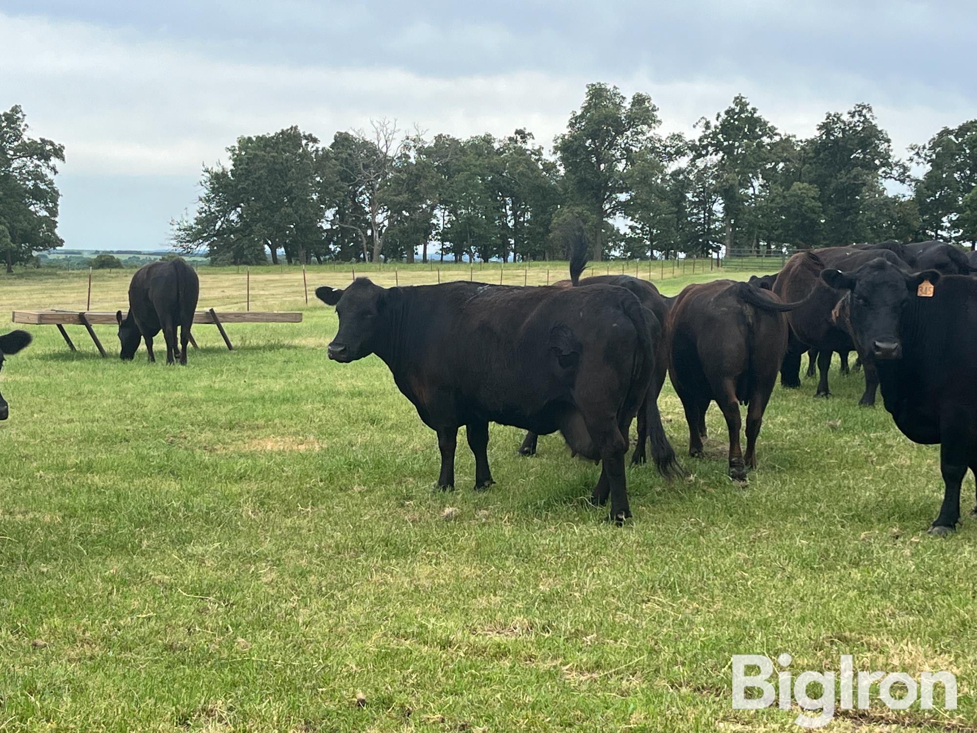 9 7 8 Yr Old Pcc Cross Cows Bid Per Head Bigiron Auctions