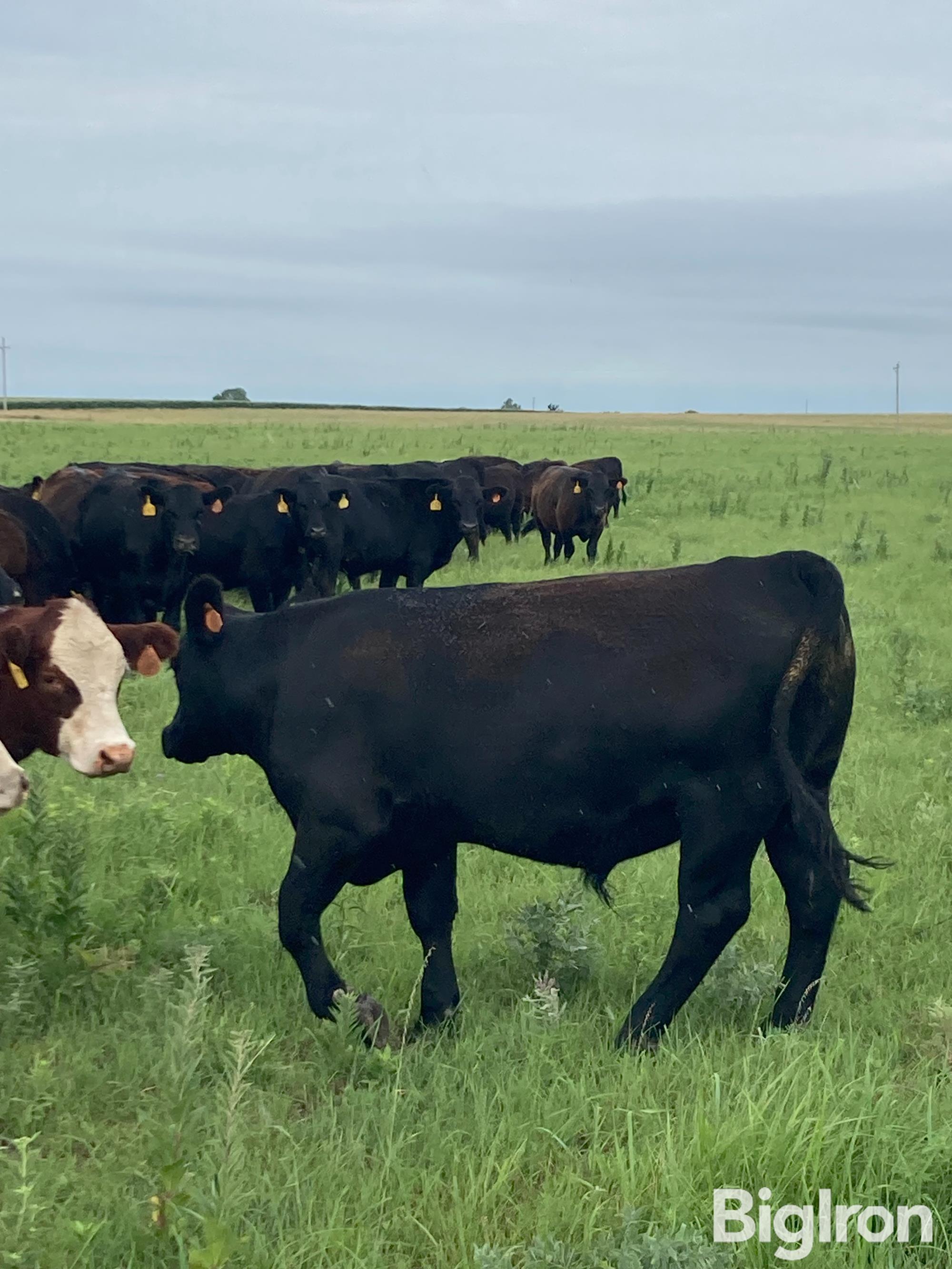 69) Blk-Red-CharX Commercial Feeder Steers 770 Lbs. (BID PER LBS ...