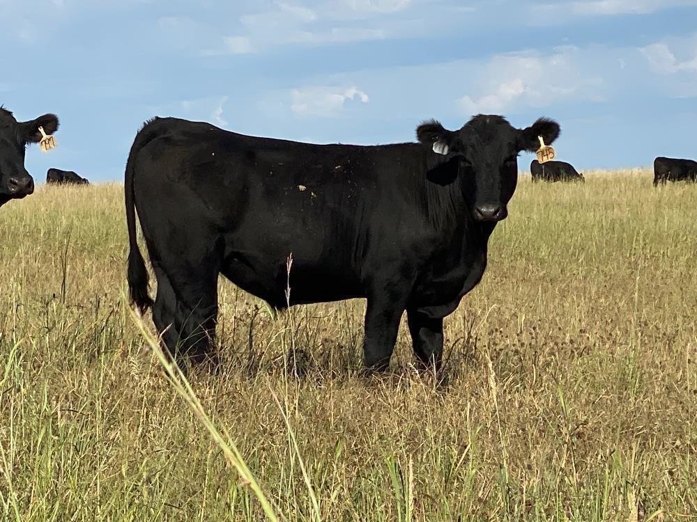 60) Blk - Blk Baldy Yearling Steers (BID PER LB) BigIron Auctions