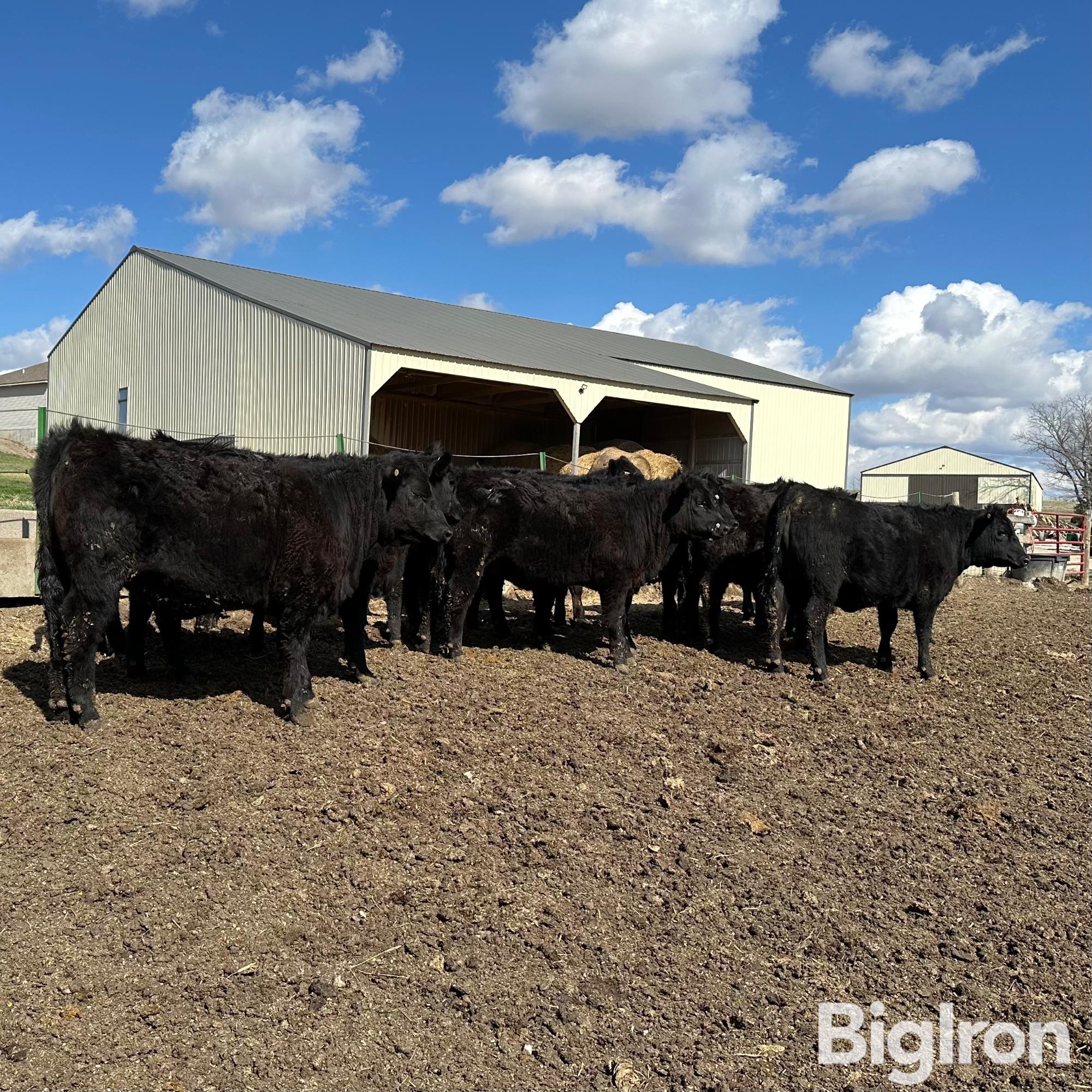 7) Open Replacement Heifers (825lb Avg.) (BID PER HEAD) BigIron Auctions