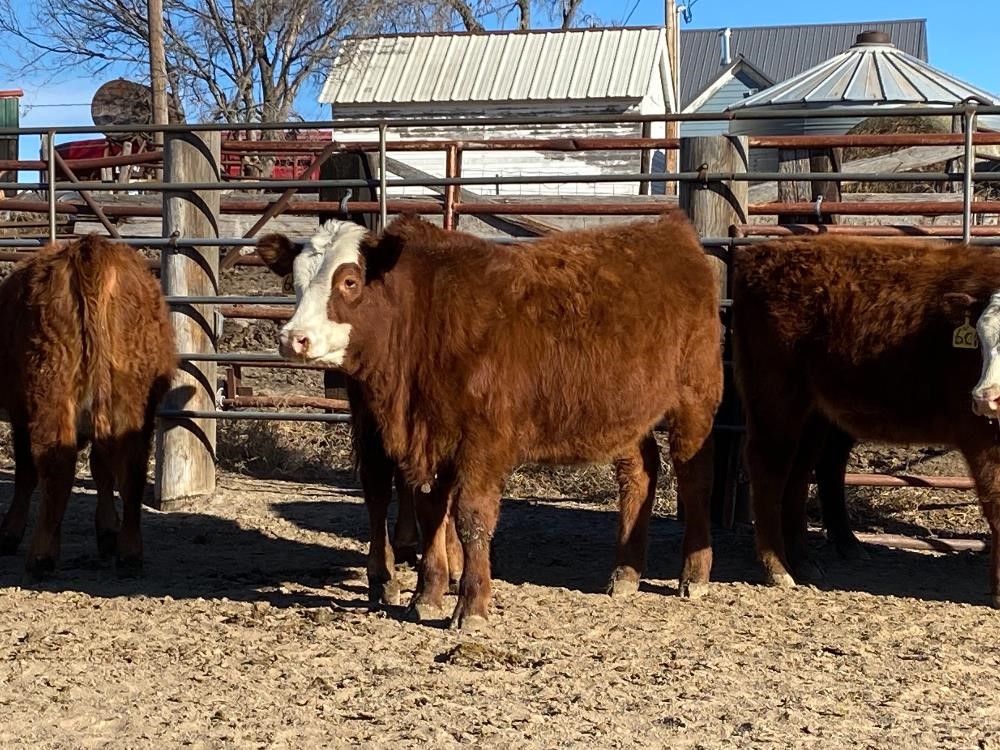 Red-Baldy Open Replacement Heifers (BID PER HEAD) BigIron Auctions