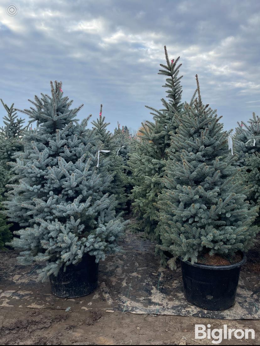 Baby Blue Spruce Trees Bigiron Auctions