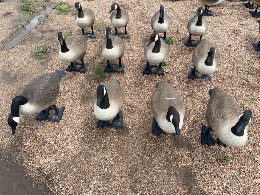 Used bigfoot canada 2024 goose decoys for sale