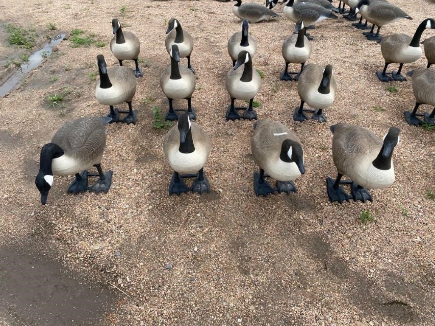 Used bigfoot canada discount goose decoys for sale