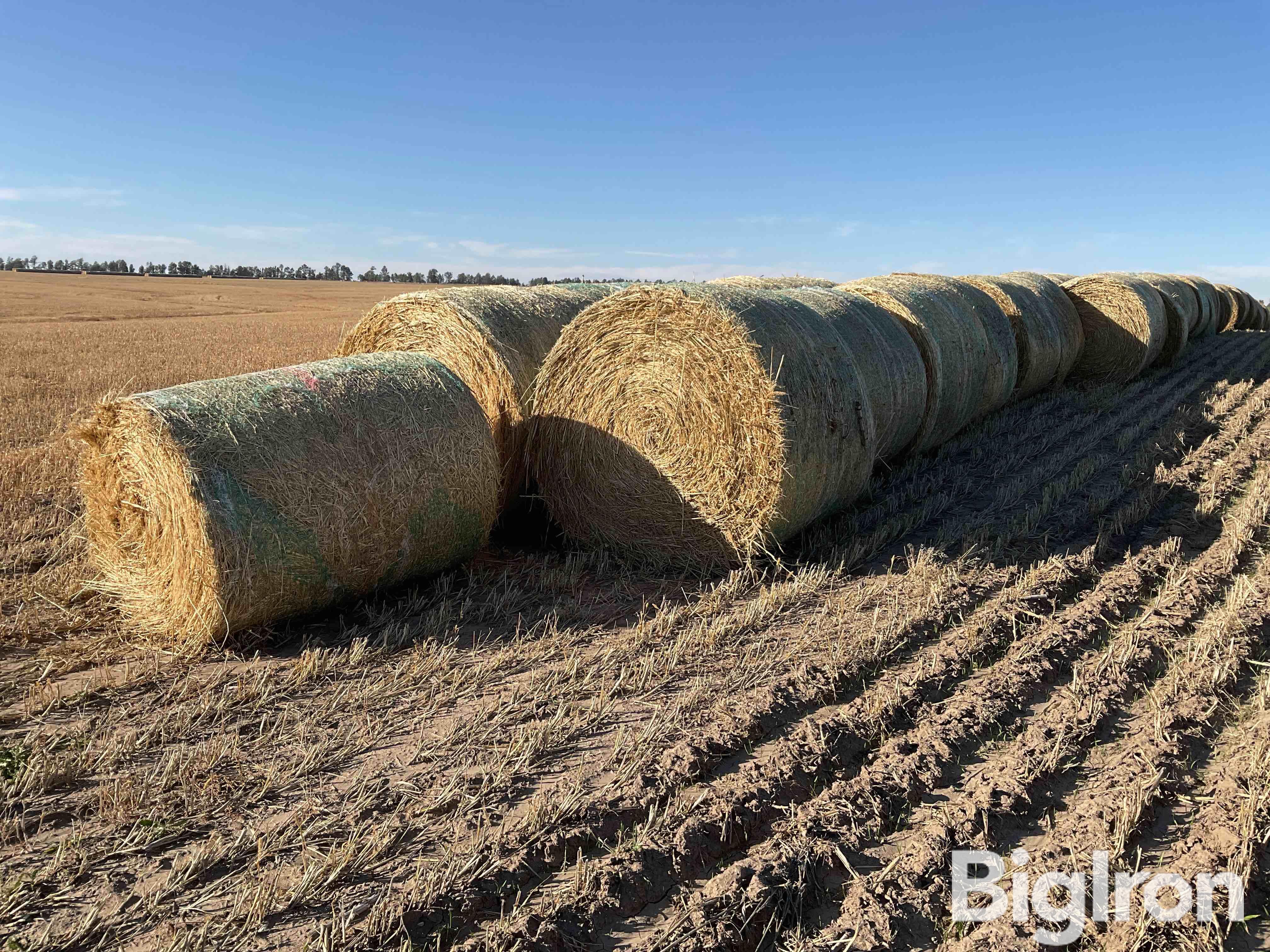 Millet (Forage) Hay Big Rounds BigIron Auctions