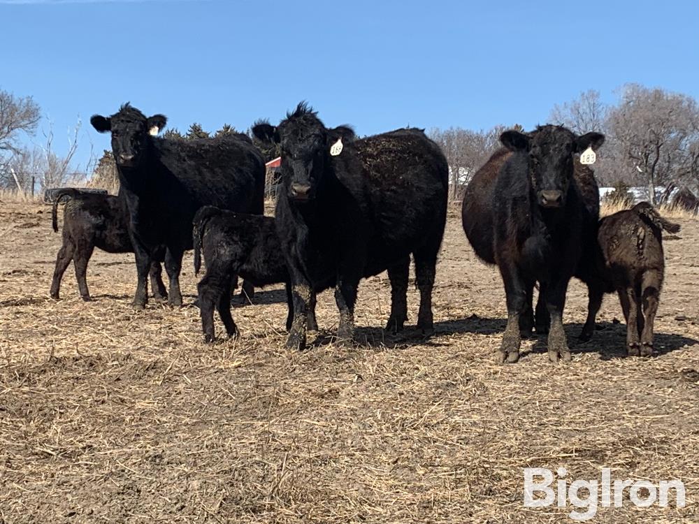 8) Comm. Angus First Calf Heifer Pairs (BID PER PAIR) BigIron Auctions