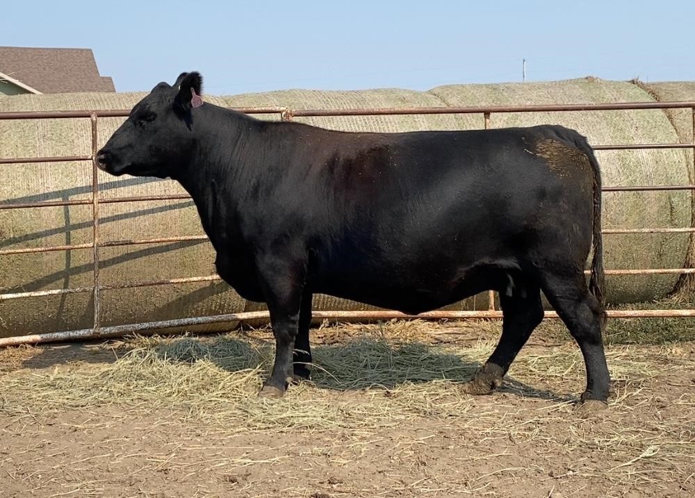 1) Reg. Angus 5 YO Fall Bred Cow (Nemaha Lass 7001-272) BigIron Auctions