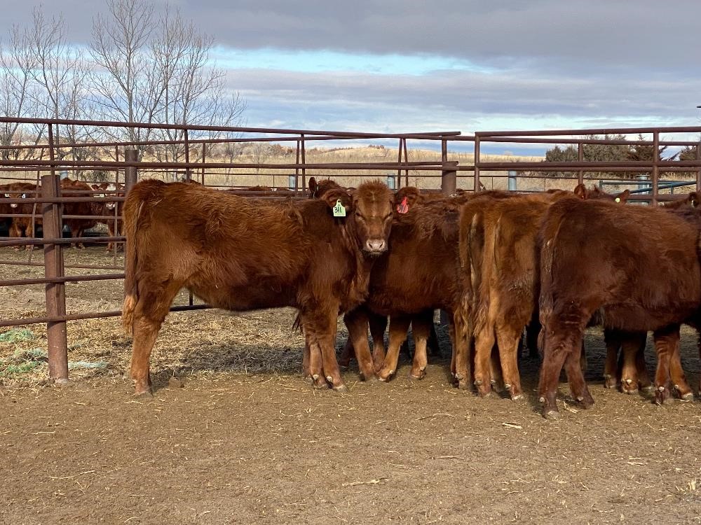 Red Angus Yearling Replacement Heifers (bid Per Head) Bigiron Auctions