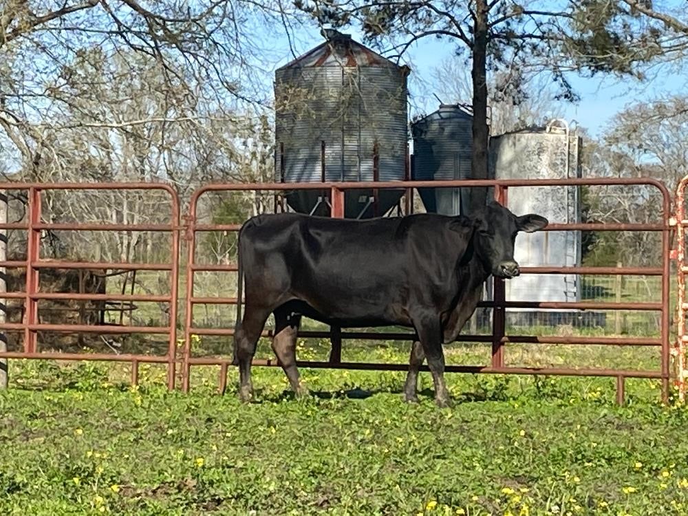 10 Blk Angus 4 5 Yo Fall Bred Cows Bid Per Head Bigiron Auctions