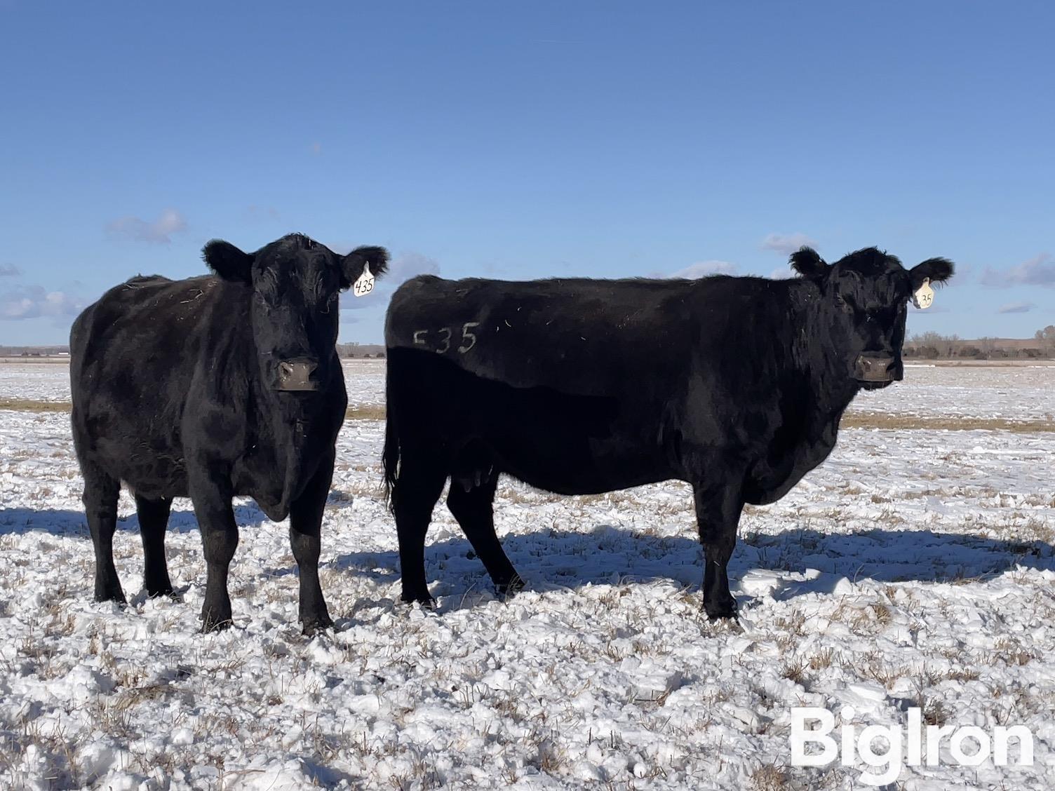 10) Angus 9-10 YO SS Bred Cows (BID PER HEAD) BigIron Auctions