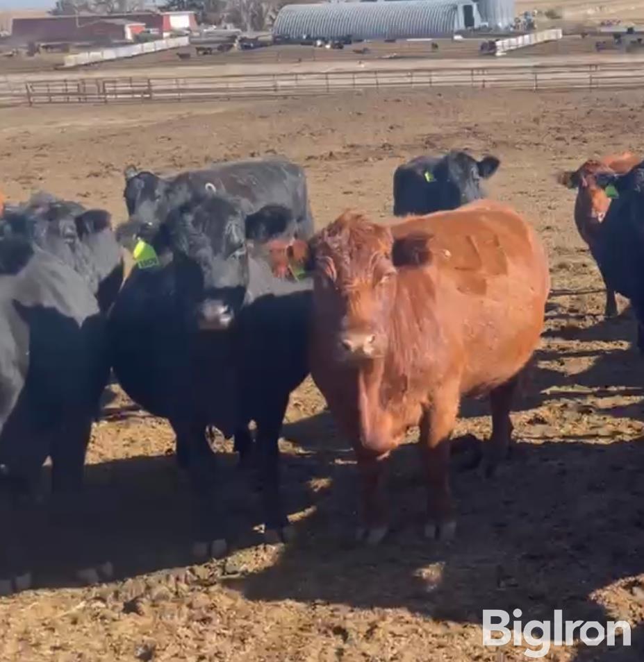 10) Blk Angus 5-8 YO SM Bred Cows (BID PER HEAD) BigIron Auctions