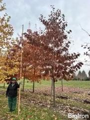 Autumn Blaze Maple Trees BigIron Auctions