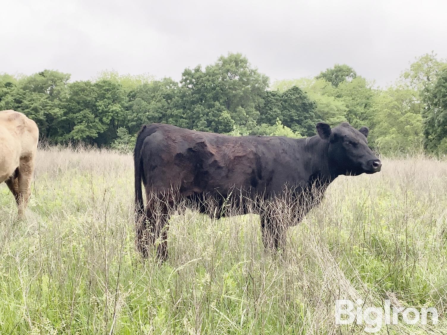 4) 2-3 YO Purebred Angus Pairs (BID PER PAIR) BigIron Auctions