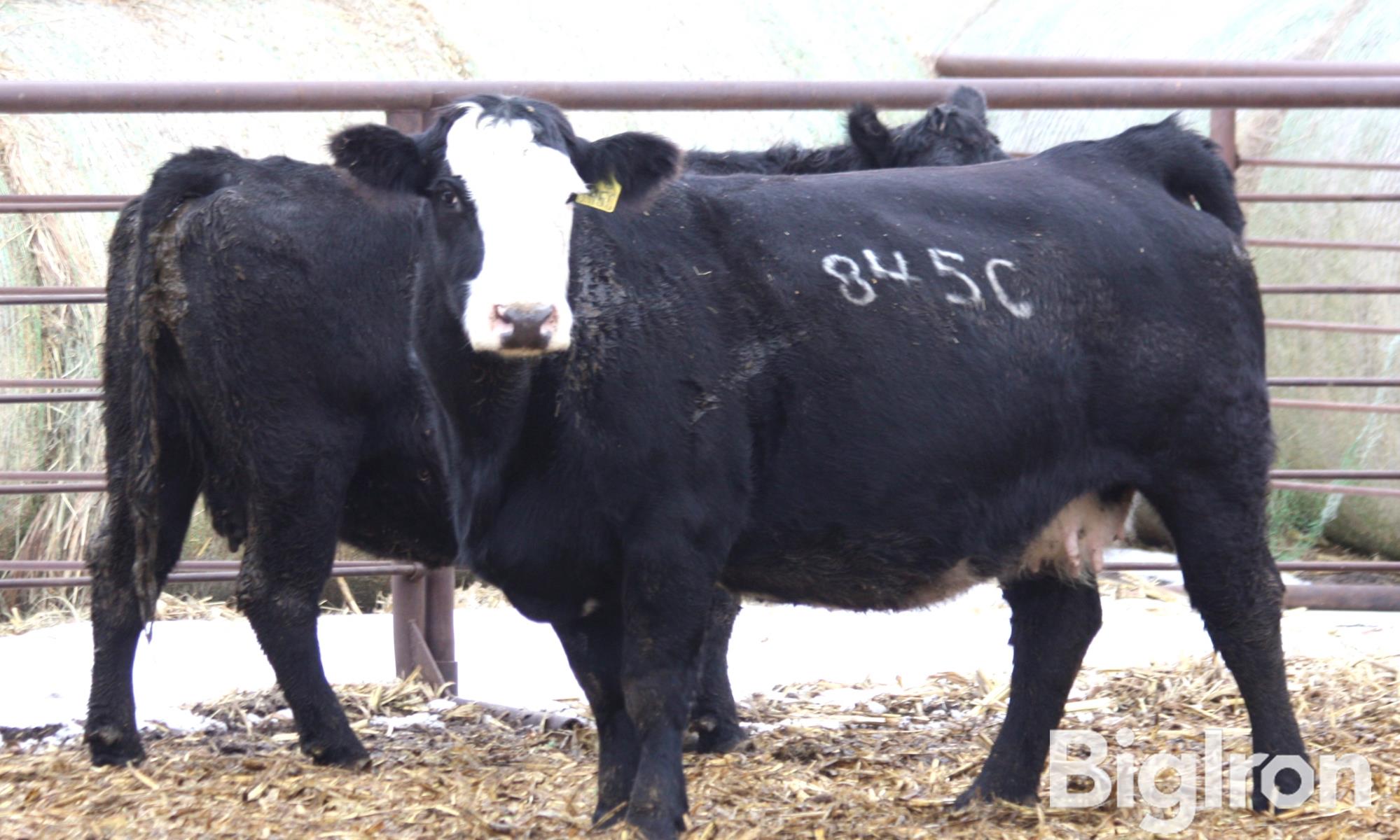 7) 10 YO APEX Angus & SimAngus Bred Cows (BID PER HEAD) BigIron Auctions